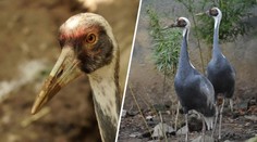 Ze zoo v Brně se ztratil exotický pták. Ošetřovatelé prosí o pomoc