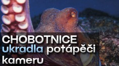 VIDEO: Chobotnice ukradla potápěči kameru a dál natáčela