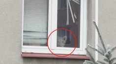Šok na Příbramsku! Z okna bytu na sídlišti vykukoval mladý lev