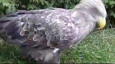 NEUVĚŘITELNÉ! Někdo otrávil velmi vzácného orla