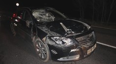 Kuriózní nehoda na Českolipsku. Na silnici se náhle zjevila kráva