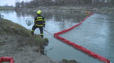 Za masivním úhynem ryb v Odře může být nedbalost. Vyšetřování pokračuje