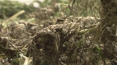 Muž pěstoval konopí pomocí AI. Hodnotila, co rostlina potřebuje