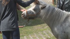 VIDEO: Sousedský spor o chov poníka vyřeší obří zeď