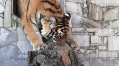 Pražská zoo dramaticky zdraží vstup. Kolik stojí další zoo v ČR? PŘEHLED