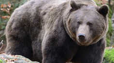 Medvěd, který ve slovenském městě zranil pět lidí, je mrtvý. Odstřelili ho