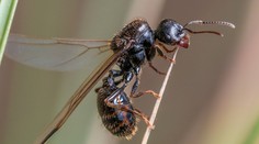 Roje létajících mravenců zaplavily Česko. Tyhle vůně je odpudí!