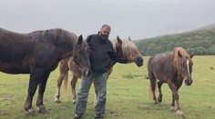 Milovanou kobylku někdo zastřelil kuší. Zdrcený majitel vypsal odměnu