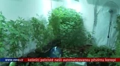 VIDEO: Policisté objevili velkopěstírnu konopí