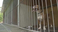 Zvířecí útulky mají problém. Kvůli zdražování jim ubyl velký počet dárců