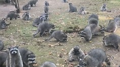 VIDEO: Žena musela prchnout ze svého domu. Obklíčila ho agresivní zvěř