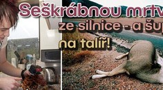 Seškrábnou mrtvolku ze silnice - a šup s ní na talíř!