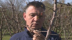 Sadaři v Česku přišli o úrodu. Mráz zničil meruňky, pomrzly i broskve a třešně