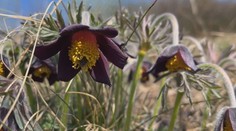 Botanici z Ústí chtějí ochránit ohrožené koniklece. Zavřou je proto do klecí