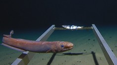 V ponorce se vydal na nejhlubší místo oceánu! Tohle objevil na dně