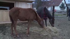 Stádo koní, tuny mědi: Stát letos v aukci nabízel opravdové kuriozity