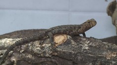 Unikátní zvířecí druhy. Zoo jako poslední naděje pro ohrožené živočichy
