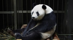 Vykutálená panda! Předstírala těhotenství, aby měla víc pamlsků!