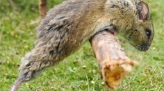 Čeští vědci objevili dva nové druhy savců. Jsou přenašeči hentavirů