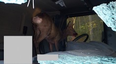 Řidič kamionu srazil srnce, zvíře skončilo na sedačce spolujezdce