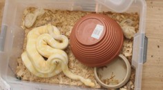 Muže z Havířova obvinili z týrání zvířat. Choval hady v otřesných podmínkách