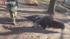 EXKLUZIVNÍ VIDEO! V Děčínské zoo randí mravenečníci