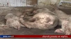 VIDEO: Nákaza z uhynulých vepřů mohla ohrozit vesnici
