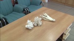 Celníci zabavili na letišti lebku krokodýla z Bangkoku