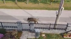 Muž slyšel křik dcery, tak vyběhl z domu Silvě na pomoc. Málem ho zabil divočák
