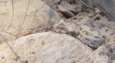 Plzeňská zoo odchovala vzácnou zmiji. Její ocas připomíná pavouka
