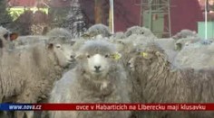 VIDEO: Výskyt klusavky potvrzen!