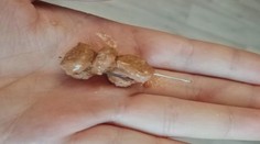 Na východě Čech řádí travič psů, návnady hází lidem přímo do zahrad!