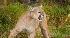 Chlapce v Calabasasu napadla puma, matka se do ní pustila holýma rukama