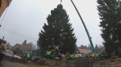 Vánoční strom pro Prahu už pokáceli. V kamnech po svátcích neskončí