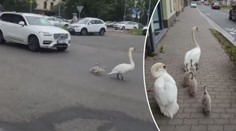 Labutí rodinka v Pardubicích tropí neplechu! Blokuje dopravu a štípe