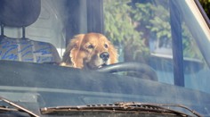 Vedro, auto a váš pes: Kdy váš mazlíček umře na přehřátí?