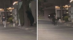 VIDEO: Medvěd si hrál na schovávanou. Vystrašený muž bral nohy na ramena