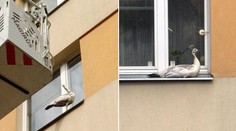 Netradiční zásah hasičů. V Praze chytali uprchlého páva