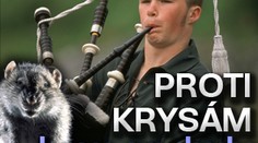 Proti krysám hrou na dudy