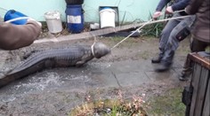 Plazí překvapení i záhadný "požár". Hasiči ukázali, jaké měli kuriózní zásahy