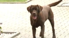 Labrador v Tachově trhal kočku na kusy, majitel ho povzbuzoval!