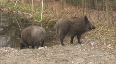 Manželé Kučerovi pečují o unikátní útulek. Starají se o opuštěná prasátka