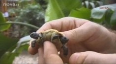 Rarita: Dvouhlavá želva maskotem zoo v Turecku!