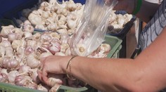 Česnekový festival v Buchlovicích: Návštěvníci soutěžili v plivání stroužku