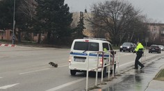 Svinský krok. Strážníci po městě naháněli prase na útěku! VIDEO