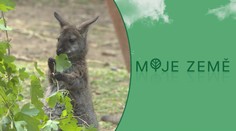 Početná klokaní kolonie. Ve zlínské zoo se narodilo nejméně 11 mláďat