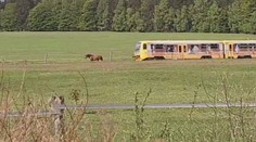Kůň si povodil vlak. Souprava za ním poslušně popojížděla několik metrů