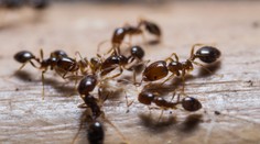 Domácnosti zamořili mravenci a moli! RADY, jak se jich zbavit