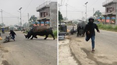 VIDEO: Chvíle hrůzy. Rozzuřené zvíře útočilo na vyděšeného motorkáře