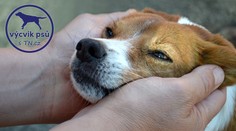 PSÍ SPECIÁL: Jak a kde si vybrat toho správného psa?